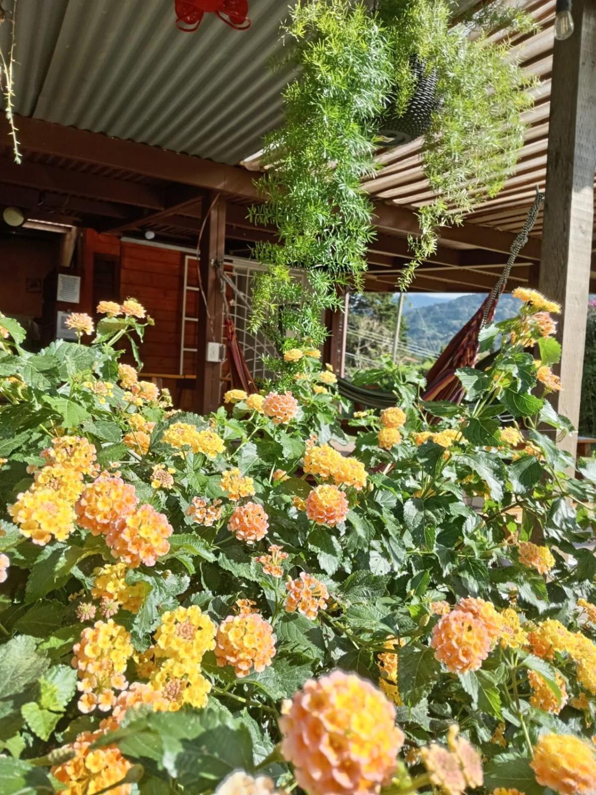 Hostal Vista Boquete Bajo Boquete Esterno foto